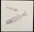 Mioplosus & Knighta Fossil Fish Association - Wyoming #36942-1